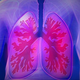 lungs